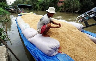 Các loại ghe đi thu mua lúa. AFP