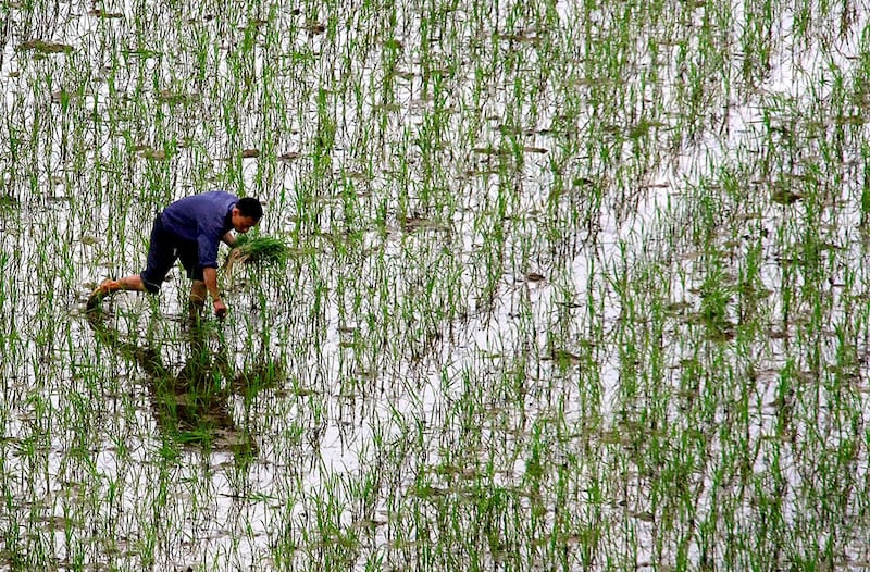 湖南是中国13个粮食主产省之一,水稻播种面积、总产量均居全中国第一。图为湖南省长沙农民在田里种植水稻。(美联社)